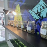 Sweed Duck - Cannabis Weed Shop