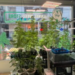 Channel Weed Store Rangsit | ร้านขายกัญชา รังสิต ปทุม | Cannabis dispensary
