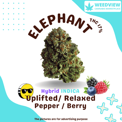 ELEPHANT