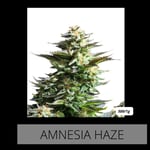 Amnesia haze 