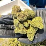 Le High Leaf Cannabis