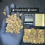 Purple Kush(Indoor)