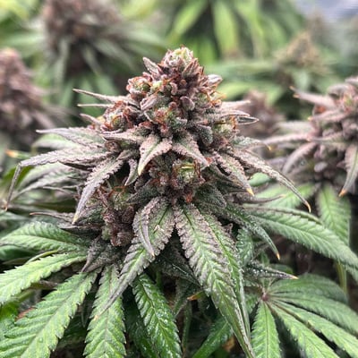 Greenhill Thailand Organic Cannabis Farm product image