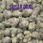 Sugar cane
