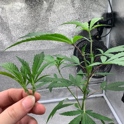 CNN420 Cannabis Store (ร้านกัญชาใกล้ฉัน)WEED product image