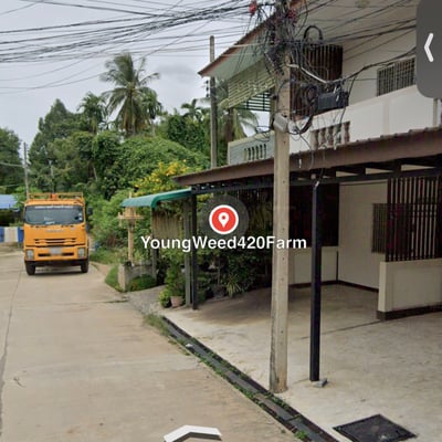Youngweed420@Banrai Cannabis store (ร้านขายกัญชา) product image