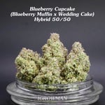 Blueberry Cupcake by Humboldt seed company