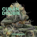CUBAN DOOBIE