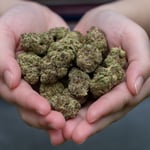 SURFnHERB Cannabis/Weed Dispensary