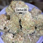 Cactus OG