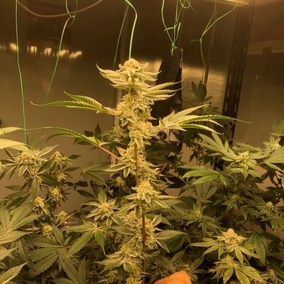 สวนลุงคง สาขาราชบุรี product image