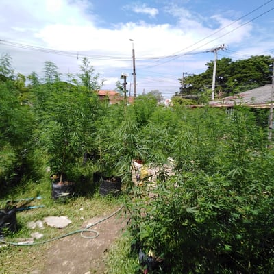 Pakoweed marijuana product image