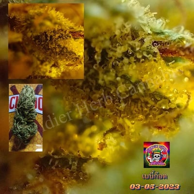 โซลเดอร์ เฮิร์บ แคนนาบิส(Soldier Herb Cannabis) product image