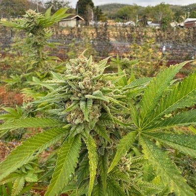 Slow Life Cannabis and Herb Farm product image