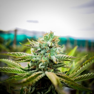 GunjaOutdoorChiangmai product image