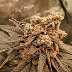 Deeprootscannabis
