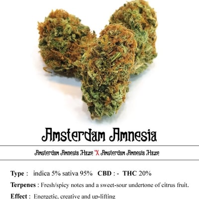 Amsterdam Amnesia