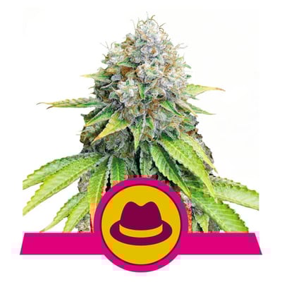 O.G. Kush