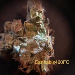 Cannabis 420 FC